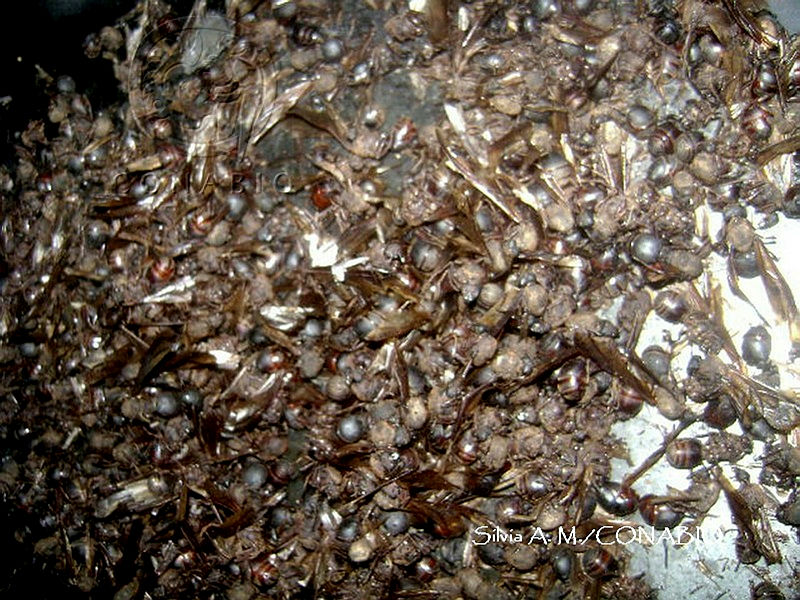 ZG009%20012%20Atta.jpg.jSfX34L MWF5L4NjQA3g0JtbmFja29CbnFuZ3NAbXJ6LGtwZwA.uzm9V6Eu5X