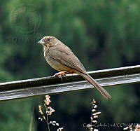 CGL1466 Melozone fusca.jpg