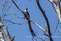 ZAPF0153 Calocitta formosa.jpg