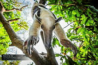 VNN6 023 Tamandua mexicana.jpg