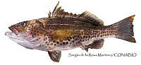 SRM0074 Paralabrax auroguttatus.jpg