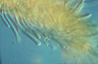 UNAMGAMZ-6 Chamaesiphon confervicolus.jpg