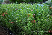 IMDOC 5707 Ixore enana roja.jpg