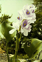 665 Eichhornia crassipes.jpg