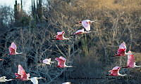 AAKVDH 0534 Platalea ajaja.JPG