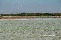 FBA0928 Phoenicopterus ruber.jpg