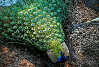 AAI03 Pavo cristatus.JPG