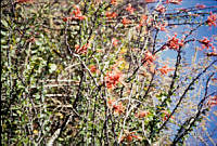 FGM3712 Forestiera sp..JPG