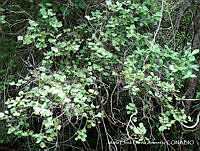 MEGA 0505 Coccoloba goldmanii.JPG