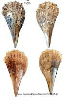 KT014 0324 Pinna rugosa.JPG