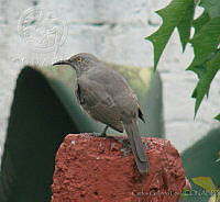 CGL2238 Toxostoma curvirostre.jpg