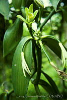 1833 Vanilla planifolia.jpg