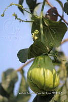 SG002 0141 Sechium edule.jpg