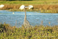 ARR004 Ardea herodias ssp. herodias.jpg