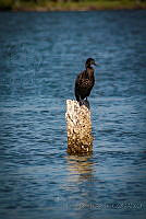FBA0636 Nannopterum brasilianum.jpg