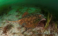 CCK0129 Urobatis halleri, Zostera marina.jpg