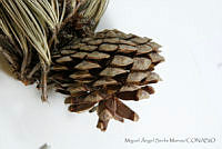 MASM06790 Pinus oocarpa.jpg