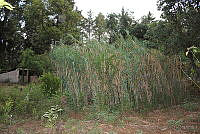 RBB0190 Arundo donax.tif