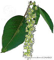RAA0612 Phytolacca dioica.jpg