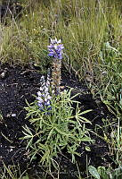 1684 Lupinus aschenbornii.jpg