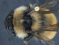 JAMR055 Bombus fervidus.jpg