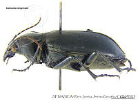 ZJJG0148 Calosoma peregrinator.jpg