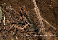 AMM05 Incilius spiculatus.jpg