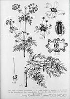 3035 Conium maculatum.jpg