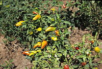 DK2126 Capsicum annuum.jpg