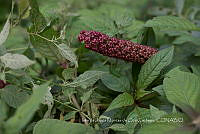 IMDOC4005 Phytolacca bogotensis.jpg