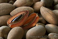 ARS00630 Pouteria sapota.jpg