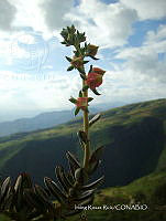 IRR 0386 Echeveria.jpg