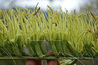 RG019 0202 Agave connvallis.jpg