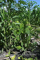 SG019 0303 Opuntia, Carica, Zea mays.jpg