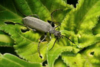 SM0577 Epicauta diversicornis.jpg