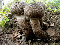 VOL 0006 Strobilomyces strobilaceus.jpg