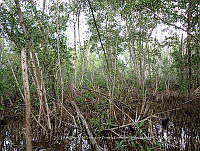 UM001 0168 Laguncularia racemosa.jpg