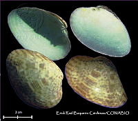 KT014 0441 Callista maculata.JPG