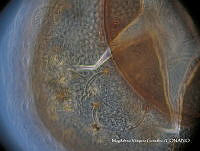 MVG 0042 Reticulocepheus sp..JPG