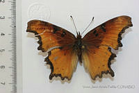 VJAP108 Polygonia haroldii.jpg