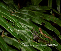 AMM06 Bolitoglossa chinanteca.jpg