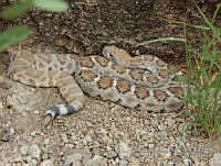 JLE0051 Crotalus atrox.jpg