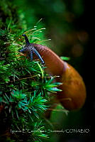 IECS003 Arion rufus.jpg