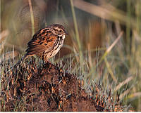 Xenospiza baileyi (Miguel Angel Sicilia Manzo).jpg