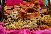 IMDOC Hong 0140 Lactarius sp..jpg