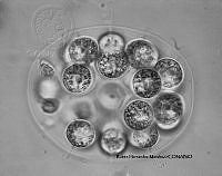 NE002 0037 Eudorina elegans_40X_1.jpg