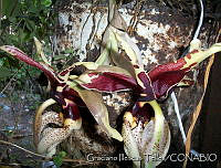 GIT0044 Wullschlaegelia aphylla.jpg