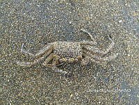 NE018 0193 Ocypode.jpg