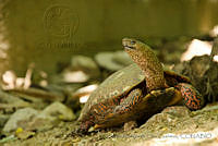 IMDOC1010 Rhinoclemmys pulcherrima.jpg