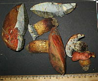 RGO0426 Boletus luridus.JPG